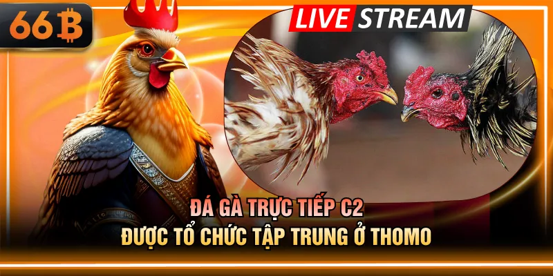 Đá gà trực tiếp C2 được tổ chức tập trung ở Thomo